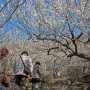 【筑波山梅林2016】見上げればそこは梅の回廊 青空に白梅が映えます