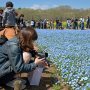 【ひたち海浜公園2016】やはりしゃがんで撮影される方が多かったようです まっ小さい花は一歩でも寄って撮れが基本ですしｗｗｗ さて良い写真は撮れたでしょうか？ 