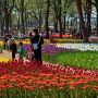 【ひたち海浜公園】チューリップはネモフィラに比べると咲く時期が早いので花が落ちてしまった株もちらほら