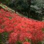 【茂木町 城山公園】足元には真っ赤な絨毯