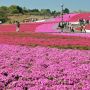 【市貝町芝ざくら公園】芝ざくらの植栽面積約2.4ha、本州最大規模を誇ります 年々花の付き方が寂しくなっている感は否めませんが今年はどうでしょうか 現在4分咲きとの事です