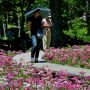 【上三依水生植物園】ここのクリンソウを見ると千手ヶ浜にも行ってみたくなるんだよなぁ... あそこはアプローチが面倒で...(;´Д｀)