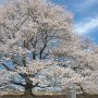 【天平の丘公園】大きく羽根を広げたような枝ぶりの淡墨桜 この木はなかなか綺麗に咲いてました 
