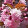 ソメイヨシノに変わって八重桜がシーズンイン ｷﾀ━━ヽ(ﾟ∀ﾟ )ﾉ━━!!
