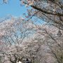 【茨城県・千波湖畔の桜】水戸辺りは満開になるのが遅かったのか栃木に比べるとまだまだ花がたくさん残っています でもさすがに今週末くらいで終わりかなぁ... 