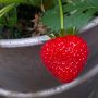 Jeeeej als toetje al 1 hele aardbei