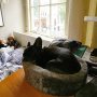 My home office working companion for the day. 
#buttonsthefrenchie #frenchiesofinstagram #frenchbulldog  #naptime