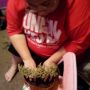 Margot working on a bonsai tree.