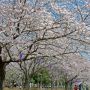 【つつじが岡公園】広大な園内の全域で桜が咲き誇る今がまさに見頃です！ これで週末も天気が良ければ・・・