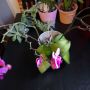 Mn grote roze orchidee maakt zoveel knoppen, zoveel heb ik er zelfs nog nooit in n winkel gezien