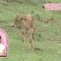 子牛きゃわわ