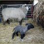 #lente #lammetjes