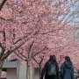 【宇都宮城址公園の河津桜2017】ここの河津桜は若い木が多くて背丈も低いものばかりだけど公園の雰囲気には合ってる感 