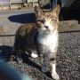 さっき会った。癒される…。写真とっていい？って聞いたら、このようなポーズに（笑）