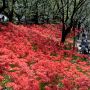 【幸手市・権現堂堤】桜の名所として知られる権現堂ですが彼岸花の名所でもあるんです！