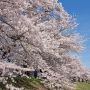 【栃木の桜】栃木市・金崎思川堤の桜並木 旧西方町の思川河川敷に約1km連なる桜の回廊