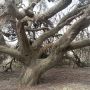 Oude boom