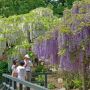 【あしかがフラワーパーク2015】同園の名物といえば藤ソフトっすね