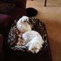 @JuliaAllynn here are mine! Lilly (front) & Bella (back) 
