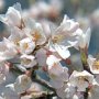 【天平の丘公園の淡墨桜】まだ綺麗に開いている花も数えるほど...(；´Д｀) 天気が良かっただけに惜しいな