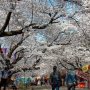 【埼玉県・大宮公園の桜】平日の朝9時とあって露店はまだほとんど準備中だったｗ 
