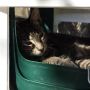 Katten overal...