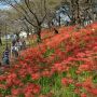 【権現堂の彼岸花2015】真っ赤に染まる秋の権現堂堤 桜の時期とはまた違った趣