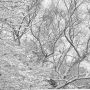 back snow depth