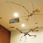 【那須野が原博物館 大恐竜展Ⅱ】翼竜さん達は天井に吊るされておる 