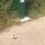 Seriously ! WTF is wrong with some people, there's even bags in the dispenser next to it 