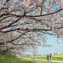 【権現堂桜堤】桜は今がピークです 週末の天気が気になる所ですがお近くの方は是非行ってみてください！