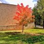 This tree is glowing! 