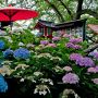 【権現堂堤】売店付近の紫陽花 傘とかの小物があるとついつい撮ってしまう♪