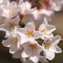 近所の淡墨桜も開花～