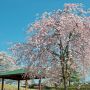 【長峰公園】若い枝垂れ桜が綺麗