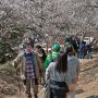 【筑波山梅林2017】民放某局のニュース番組で取り上げられた事もあり今年はなかなか凄い人出でした 