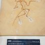 【那須野が原博物館 大恐竜展Ⅱ】始祖鳥の全身骨格 