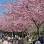 【宇都宮城址公園の河津桜】やっぱり桜が咲くといよいよ春がｷﾀ━━ヽ(ﾟ∀ﾟ )ﾉ━━!!てな感じになるよね！