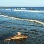 Sharkspotting #roadtrip