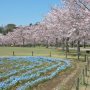 【茨城県・桜川の桜】千波湖畔よりもこちらの方が綺麗に咲いていますねぇ ネモフィラもいい感じ♪  