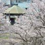 【真岡鐵道・市塙駅】記念樹の森公園からは桜に囲まれる同駅を俯瞰できます 