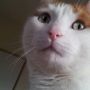 Poes schrikt van zichzelf in de frontcam.