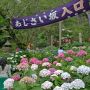 今日は栃木市・太平山神社参道の通称「あじさい坂」に行ってｷﾀ━━ヽ(ﾟ∀ﾟ )ﾉ━━!! 紫陽花も概ね見頃を迎えました