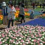 【ひたち海浜公園2016】各所に植えられた青いムスカリが良いアクセントになってますね 
