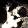 Sjekkie likes to rest in company, so I join her here;-). A warm piece of cosiness... #catlife #recovery