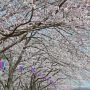 【つつじが岡公園】歩道に沿って植えられた桜が綺麗♪