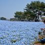 【ひたち海浜公園】一面に広がる青き絨毯 しゃがんで撮影していらっしゃる方が多く見られました