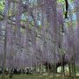 【あしかがフラワーパーク2017】遅れていた大長藤もようやく見頃に 