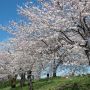 【桜紀行2014】栃木市・金崎思川堤の桜 やっぱり桜は青い空にこそ映えますね～