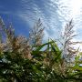 Riet #sloot #riet #natuur #polder